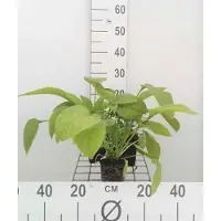 GRDplanten 6x Smeerwortel - Symphytum grandifl. 'Wisley Blue' | 9x9 cm pot