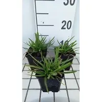 GRDplanten 6x Afrikaanse lelie - Agapanthus hybr. 'Peter Pan' | 9x9 cm pot