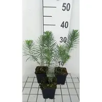 GRDplanten 6x Wolfsmelk - Euphorbia cyp. 'Betten' | 9x9 cm pot