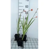 GRDplanten 6x Montbretia - Crocosmia hybr. 'Red King' | 9x9 cm pot
