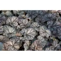 GRDplanten 6x Damastbloem - Heuchera hybr. 'Cinnabar Silver' | 9x9 cm pot