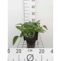 GRDplanten 6x Smeerwortel - Symphytum grandiflorum | 9x9 cm pot