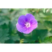 GRDplanten 6x Ooievaarsbek - Geranium himalayense (grandiflorum) | 9x9 cm pot