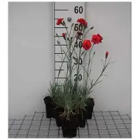 GRDplanten 6x Grasanjer - Dianthus (p) 'David' | 9x9 cm pot