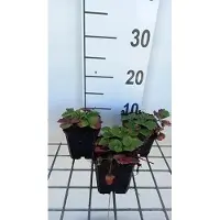 GRDplanten 6x Bosaardbei - Fragaria (a) 'Lipstick' | 9x9 cm pot