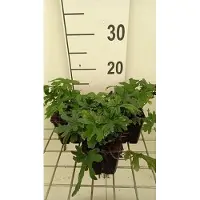 GRDplanten 6x Perzische muts - Tiarella hybr. 'Skeleton Key' | 9x9 cm pot