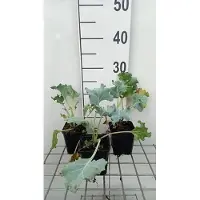 GRDplanten 6x Crambe - Crambe maritima | 9x9 cm pot