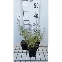 GRDplanten 6x Blauwspirea - Perovskia atripl. 'Blue Jean Baby' | 9x9 cm pot