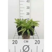GRDplanten 6x Klokje - Campanula glom. 'Acaulis' | 9x9 cm pot