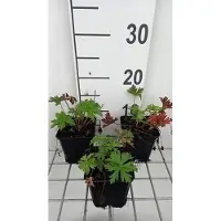 GRDplanten 6x Ooievaarsbek - Geranium prat. 'Else Lacey' | 9x9 cm pot