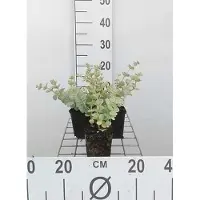 GRDplanten 6x Sedum sieboldii