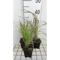 GRDplanten 6 x Andropogon gerardii - Gerards blauwe halm - pot van 9x9 cm