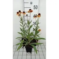 GRDplanten 6x Zonnekruid - Helenium hybr. 'Carmen' | 9x9 cm pot