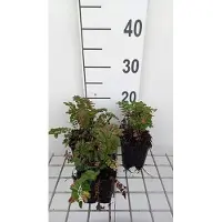 GRDplanten 6x Sanguisorba - Sanguisorba 'Proud Mary' | 9x9 cm pot