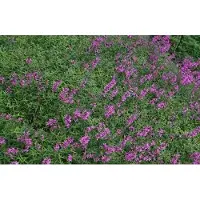 GRDplanten 6x Kattenstaart - Lythrum sal. 'Lady Sackville' | 9x9 cm pot