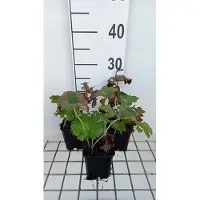 GRDplanten 6x Schildblad - Darmera peltata (peltiphyllum pelt.) | 9x9 cm pot