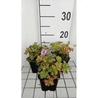 GRDplanten 6x Ooievaarsbek - Geranium wall. 'Lilac Ice' | 9x9 cm pot