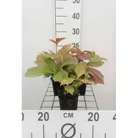 GRDplanten 6x Kijkblad - Rodgersia pod. 'Braunlaub' | 9x9 cm pot