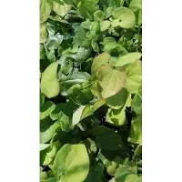 GRDplanten 6x Elfenbloem - Epimedium pub. Orangekönigin' | 9x9 cm pot