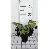 GRDplanten 6x Ooievaarsbek - Geranium hybr. 'Chantilly' | 9x9 cm pot