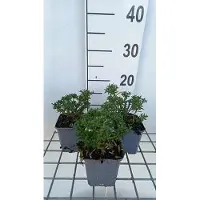 GRDplanten 6x Scheefkelk - Iberis semp. 'Zwergschneeflocke' | 9x9 cm pot