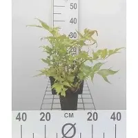 GRDplanten 6 x *Cyrtomium falcatum* (ook bekend als *polystichum falc.*) - Boogvormige sikkelvaren - Pot van 9 x 9 cm