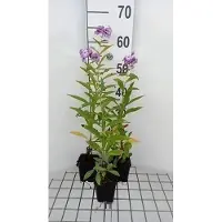GRDplanten 6x Vlambloem - Phlox (p) 'Uspech' | 9x9 cm pot