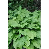 GRDplanten 6x Funkia - Hosta hybr. 'Honeybells' | 9x9 cm pot