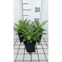 GRDplanten 6x Coreopsis - Coreopsis grand. 'Sonnenkind' | 9x9 cm pot