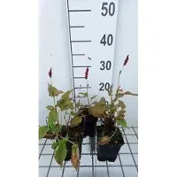 GRDplanten 6x Duizenknoop - Persicaria ampl. 'Anne's Choice' | 9x9 cm pot