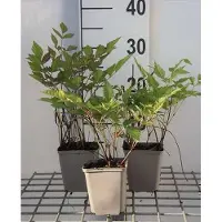 GRDplanten 6x Pluimspirea - Astilbe (t) 'Prof. van der Wielen' | 9x9 cm pot