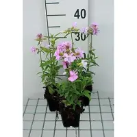 GRDplanten 6x Zeepkruid - Saponaria off. 'Rosea Plena' | 9x9 cm pot