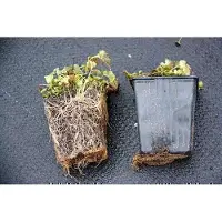 GRDplanten 6x Klokje - Campanula latifolia 'Macrantha' | 9x9 cm pot