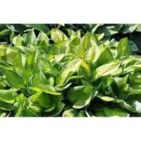 GRDplanten 6x Hartlelie - Hosta hybr. 'Gold Standard' | 9x9 cm pot