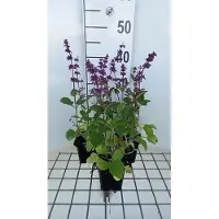 GRDplanten 6x Salie - Salvia vert. 'Endless Love' | 9x9 cm pot
