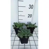 GRDplanten 6x Kruisdistel - Eryngium variifolium | 9x9 cm pot