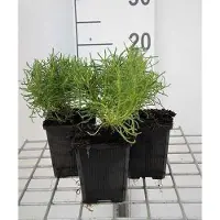GRDplanten 6x Heiligenbloem - Santolina rosmarinifolia (virens/viridis) | 9x9 cm pot