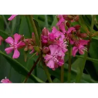 GRDplanten 6x Koekoeksbloem - Lychnis visc. 'Splendens' | 9x9 cm pot