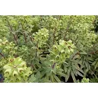 GRDplanten 6x Wolfsmelk - Euphorbia hybr. Ascot Rainbow' | 9x9 cm pot