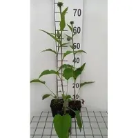 GRDplanten 6x Zonnehoed - Echinacea purp. Summer Cocktail' | 9x9 cm pot