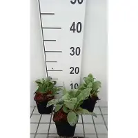GRDplanten 6x Koekoeksbloem - Lychnis coronaria | 9x9 cm pot