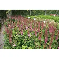 GRDplanten 6x Pluimspirea - Astilbe chin. 'Purpurlanze' | 9x9 cm pot