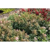 GRDplanten 6x Pluimspirea - Astilbe (j) 'Europa' | 9x9 cm pot