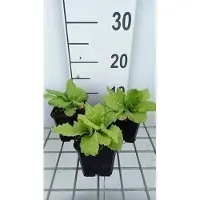 GRDplanten 6x Sleutelbloem - Primula jap. 'Apple Blossom' | 9x9 cm pot