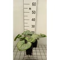 GRDplanten 6x Kaukasische vergeet-mij-nietje - Brunnera macr. 'Silver Heart' | 9x9 cm pot