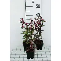 GRDplanten 6x Prachtlobelia - Lobelia 'Tania' | 9x9 cm pot