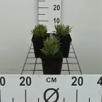 GRDplanten 6x Lavandel - Lavandula ang. 'Dwarf Blue' | 9x9 cm pot