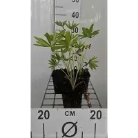 GRDplanten 6x Lupine - Lupinus hybr. 'Gallery Blue' | 9x9 cm pot