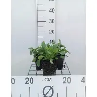 GRDplanten 6x Margriet - Leucanthemum vulgare (chrysanth. leucanth.) | 9x9 cm pot