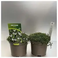 GRDplanten 6x Isotoma - Isotoma fluviatilis 'Alba' ('white') | 9x9 cm pot